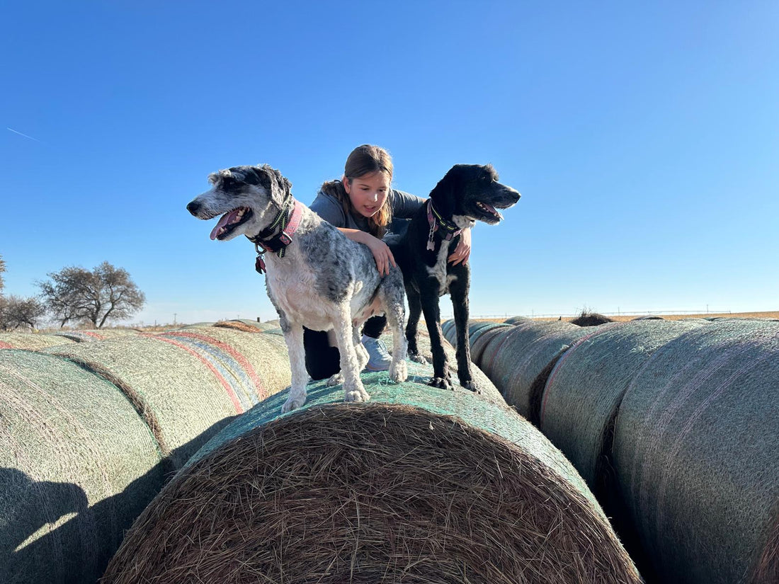 Hawkins and Bristol have been part of ranch life for years, and now they are helping show the next generation the ropes.