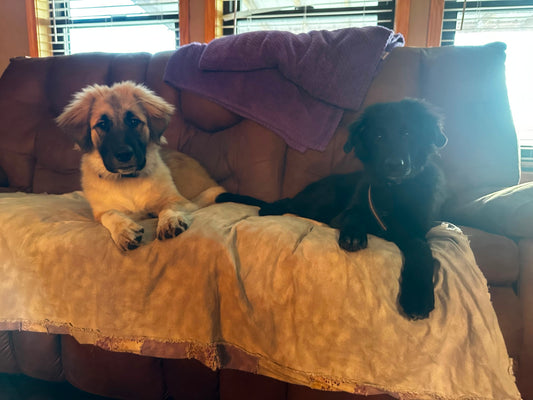 Meet Duke and Jules: The Newest Little Paws at 3T’s Farm Ranch